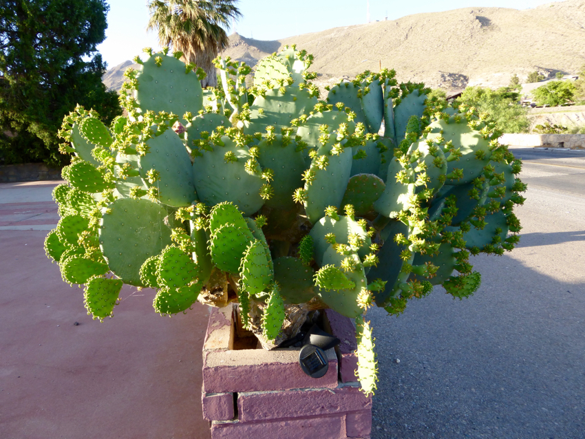 Desert Flora on Rim Road home