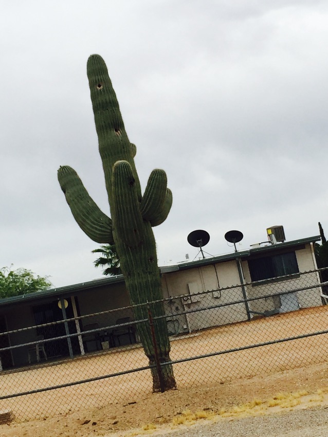 The famous Saguoro cactus lifts its arms to pray